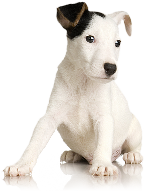 Afterdog
